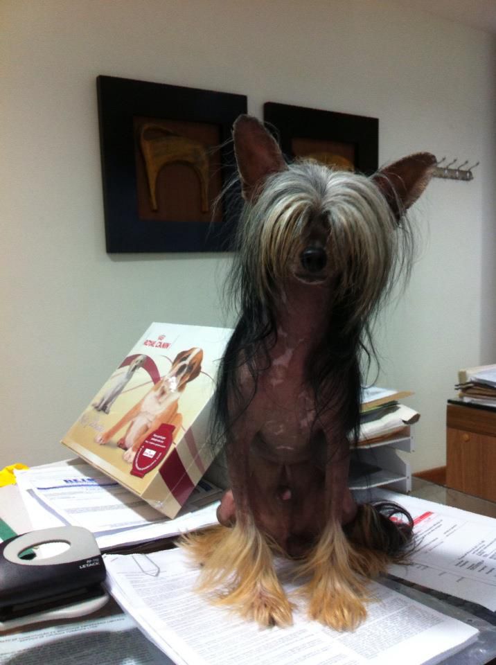 Hampton Court's Fred