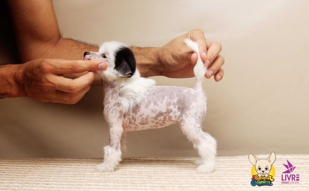 Banana Nanica TchuTchu