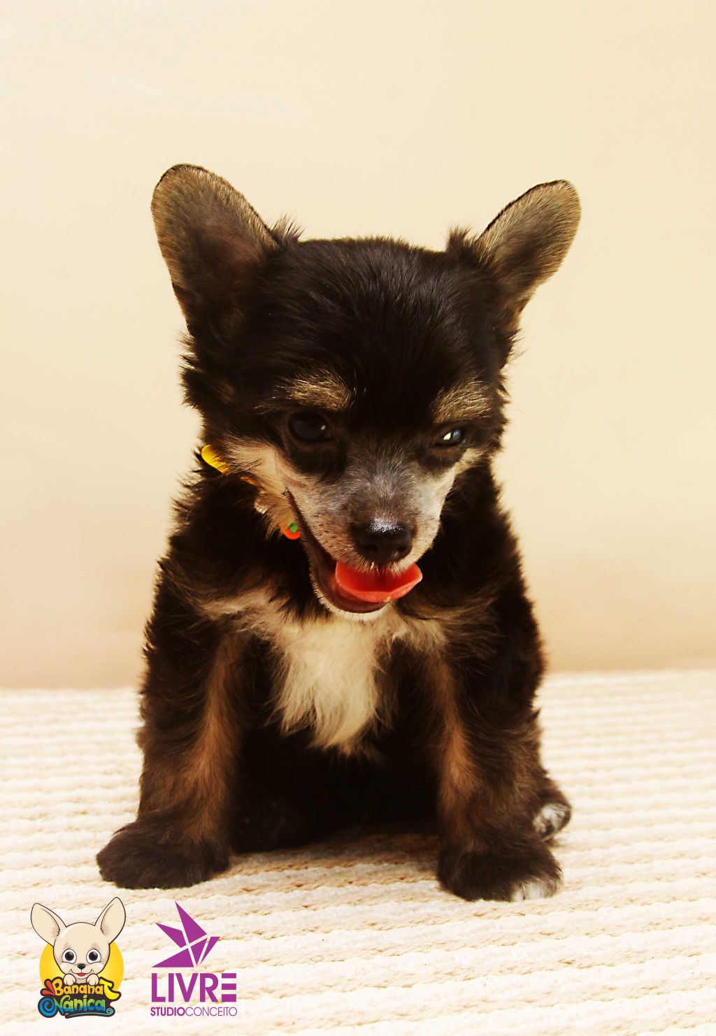 Banana Nanica Danseur Noble