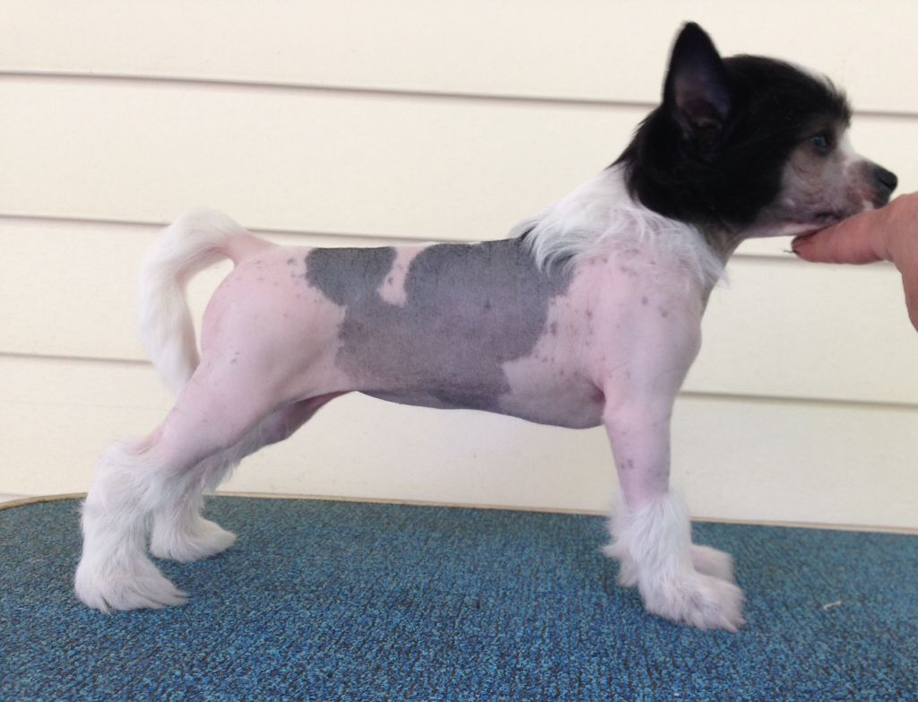 Jewels Aim for the Moon