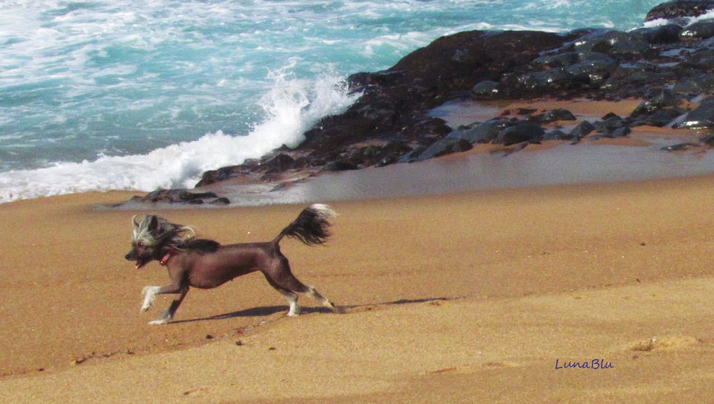 Aurispa Dior of LaLunablu