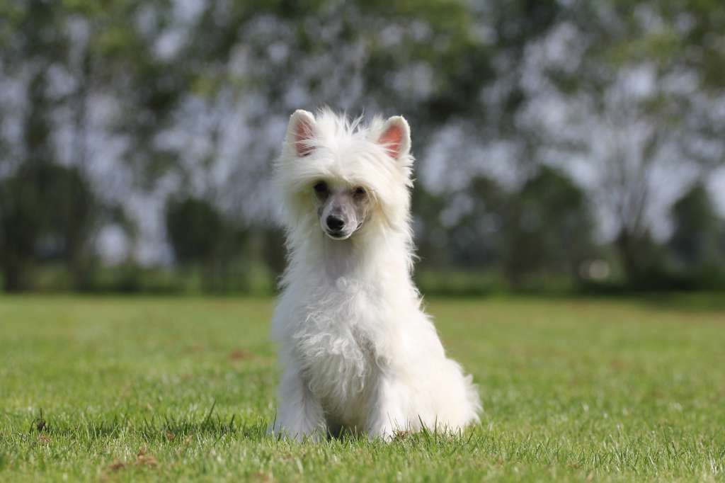 Happy Dancing Yin Yang