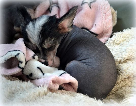 Shandor's Need For Speed