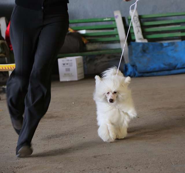 Miranda Koroleva Bala