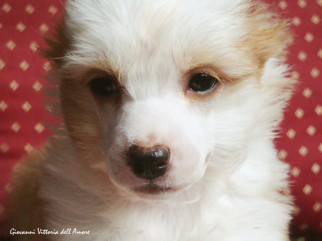 Giovanni Vittoria dell Amore