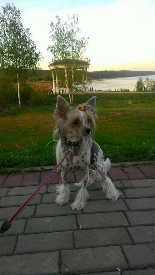 Ring Princess for Oro Antenati