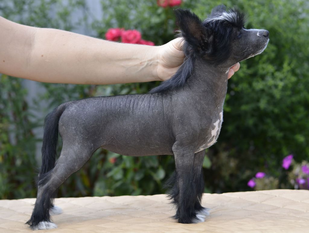 Legion Of Dream Tenderness