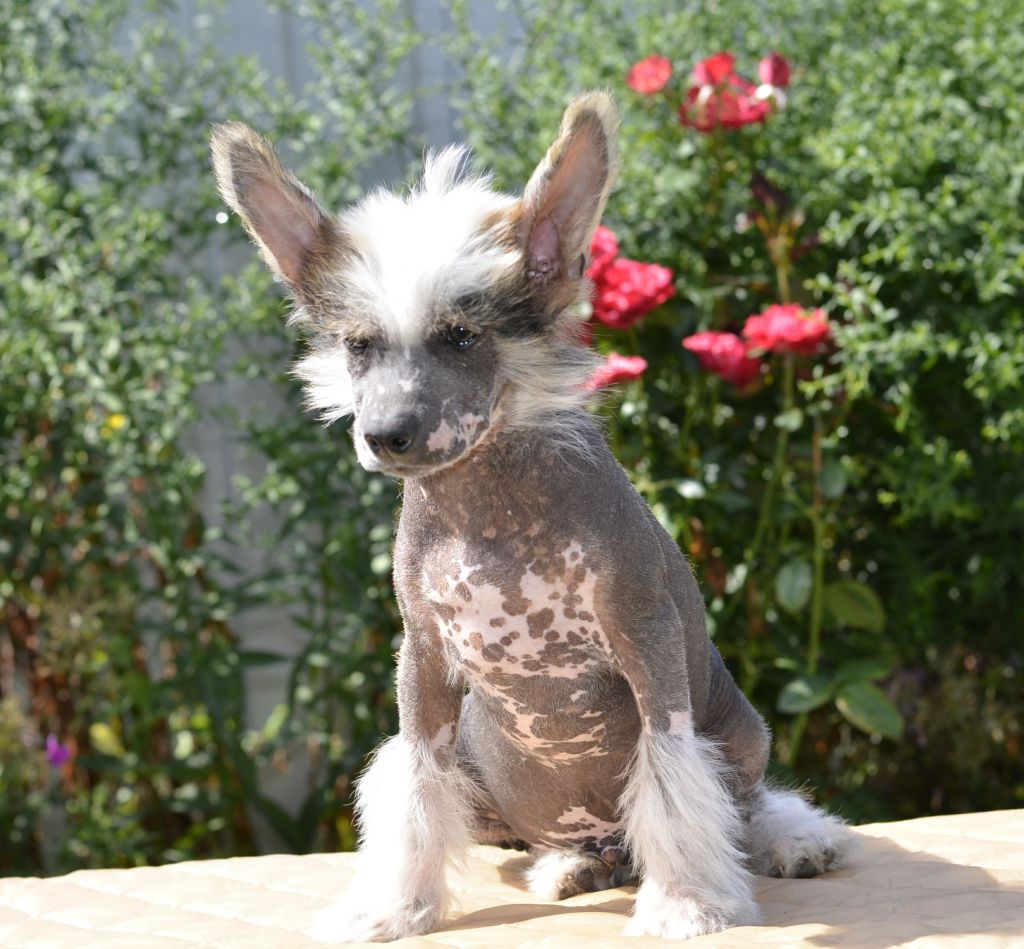 Legion Of Dream Thomas Great