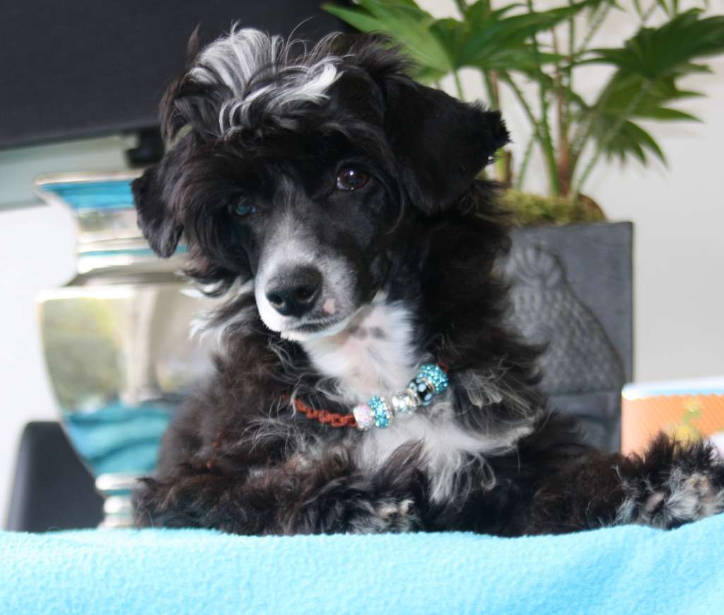 Knock Three Times of Angel's Legacy