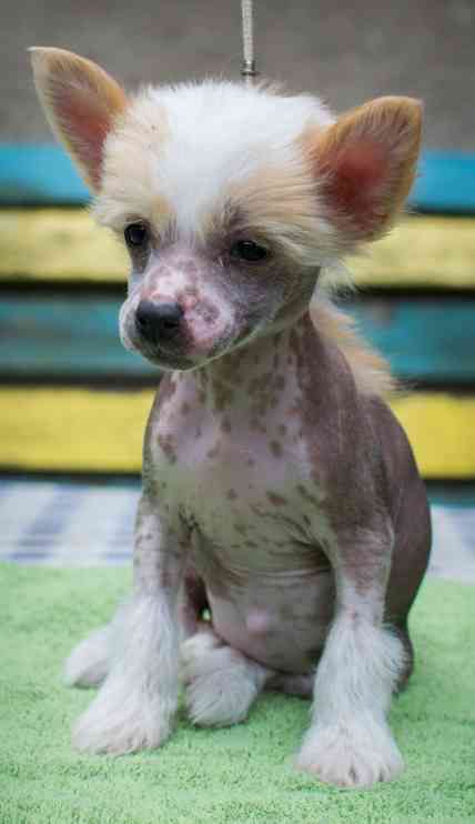 Galadriel Loiseleuria