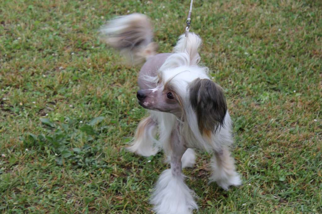 Alyssa Miracle Aurora Borealis Croatia