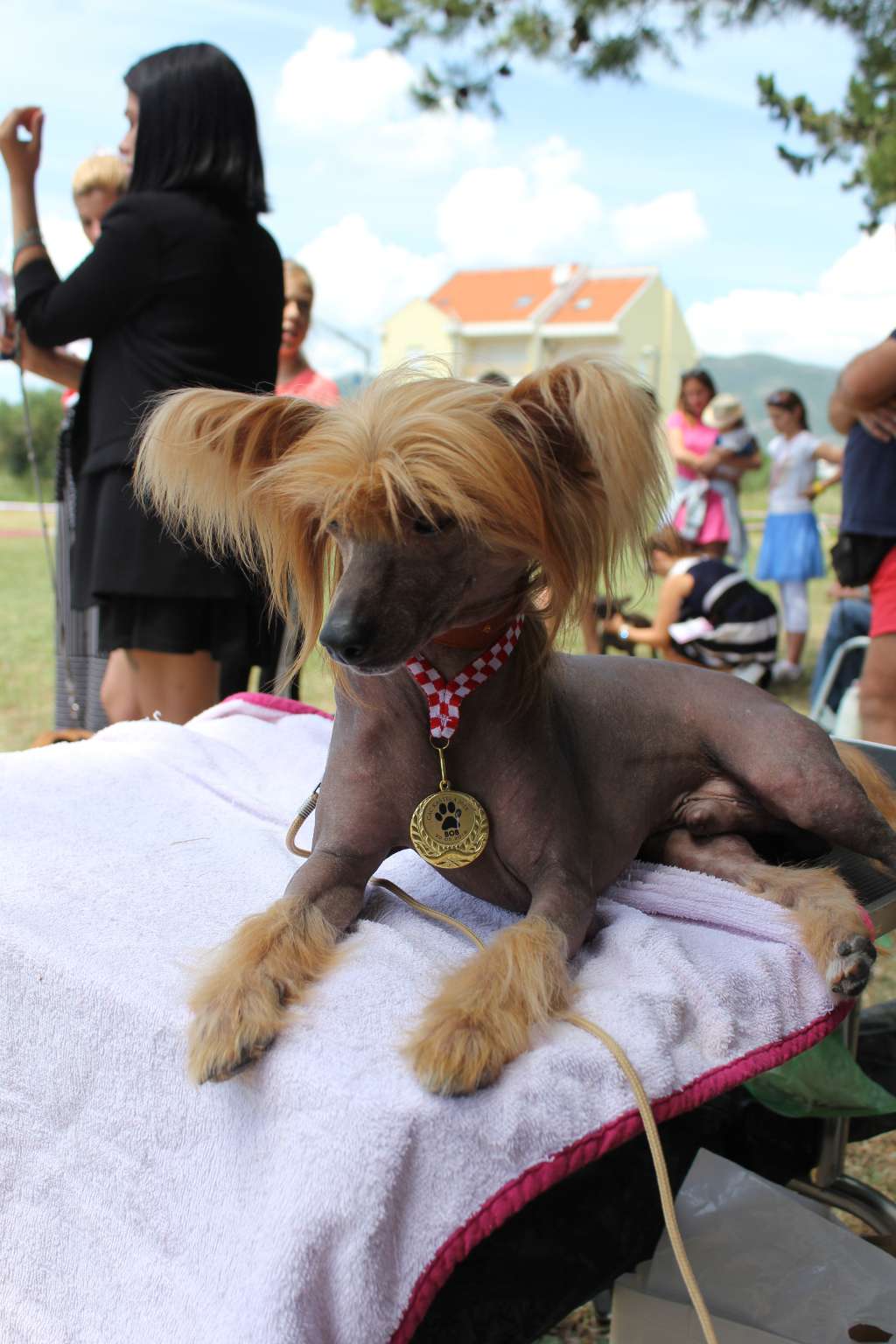 Astor Gentleman of Aurora Borealis Croatia