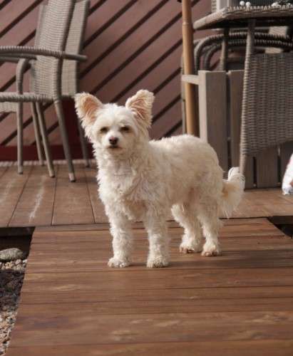 Viuvaun Lääke Ikävään