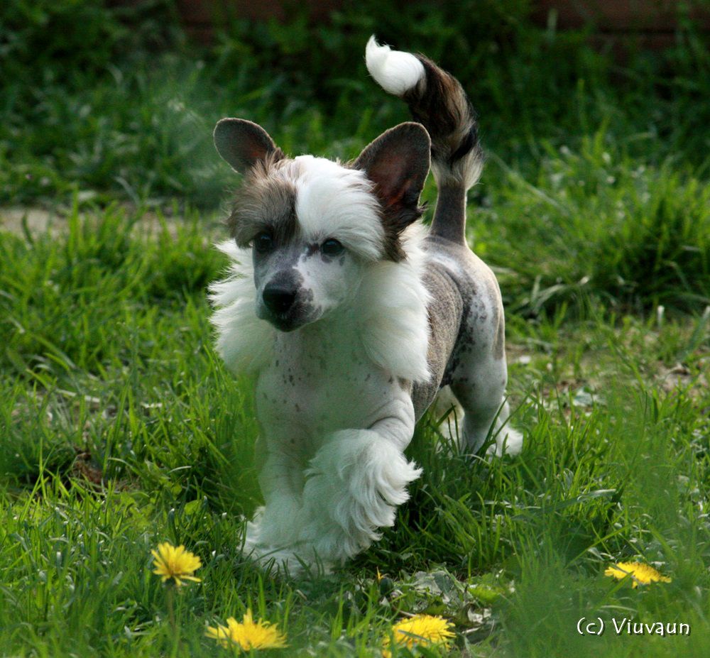 Viuvaun Armas Ainokainen