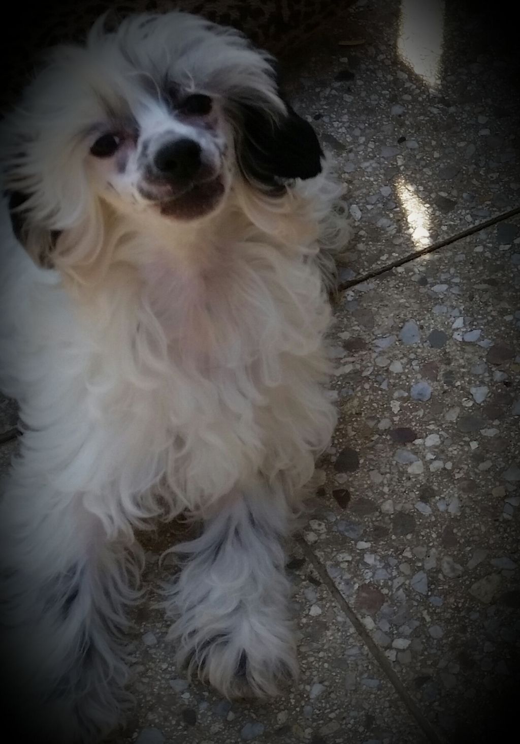 Diary of Isabella Bronco Piccolo Amico