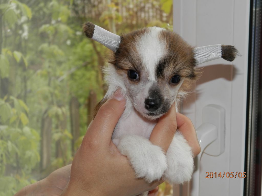 Angel O' Check Umopomrachitel'niy krasavets