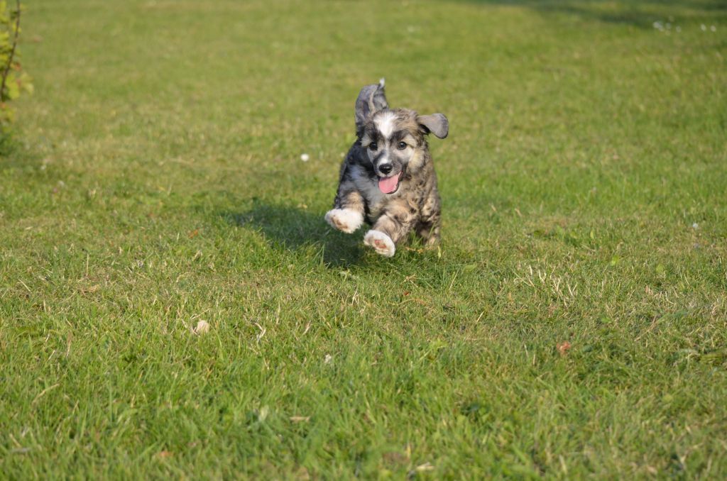 Estillinis Midnight Addiction