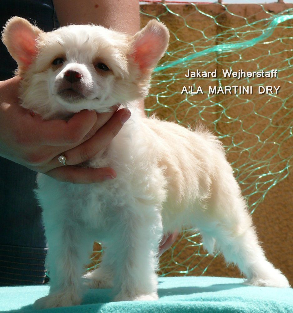 Jakard Wejherstaff A'la Martini Dry