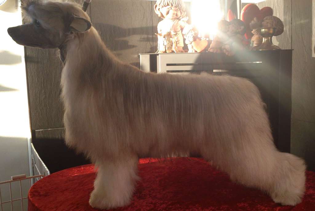 Lionheart Kind Of Krazy