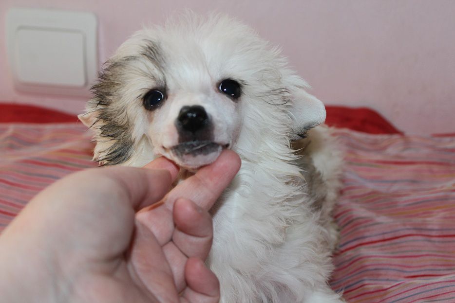 Eclipse de L'Essence de Mon Tout