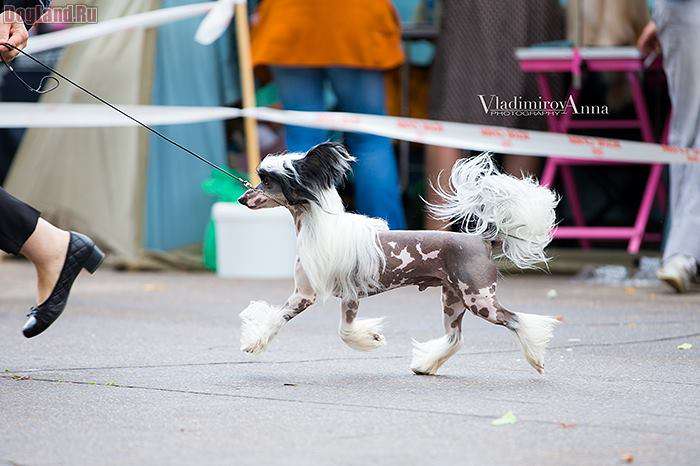 Ch.Inspiration Heybett Jemalle