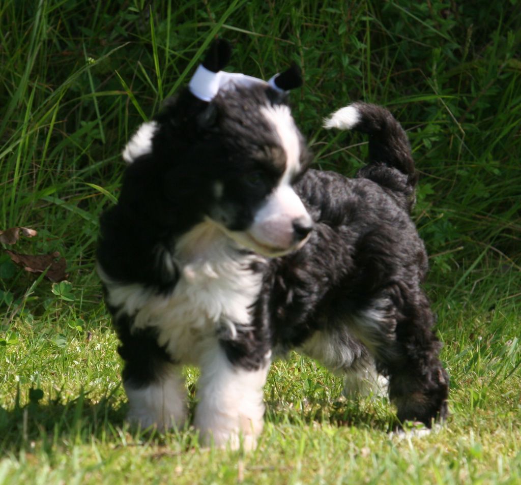 Ace of hearts de Almamasan