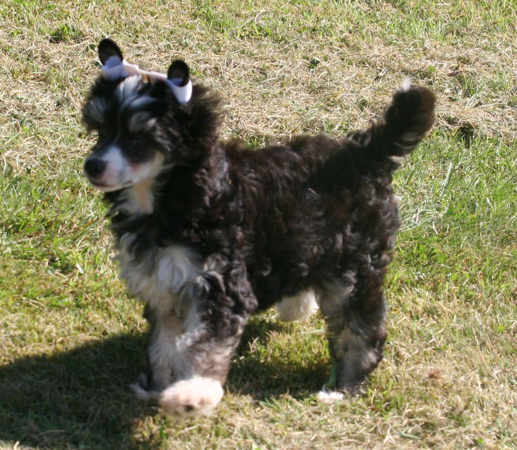 Ash pompom de Almamasan