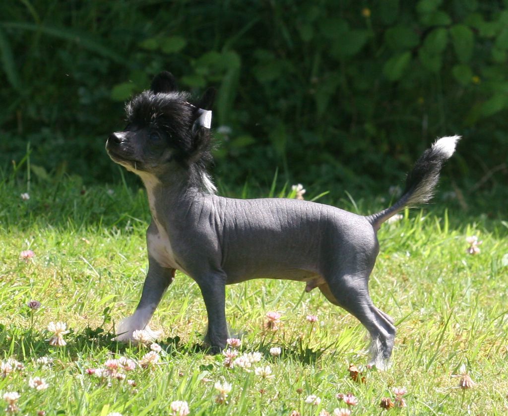 Arabian horse de Almamasan