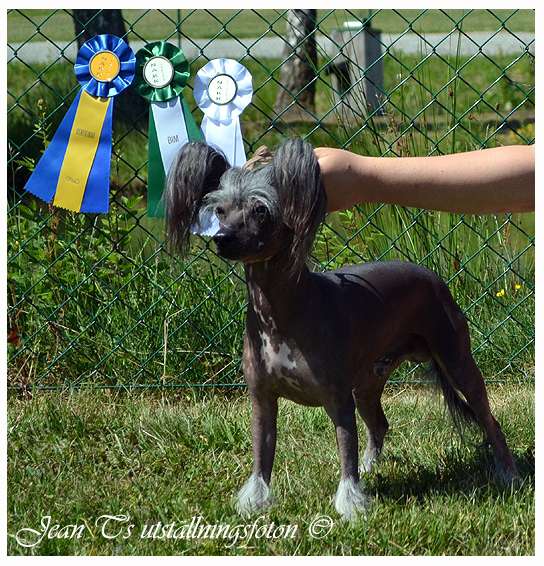 Proud Pony Gamma Ray