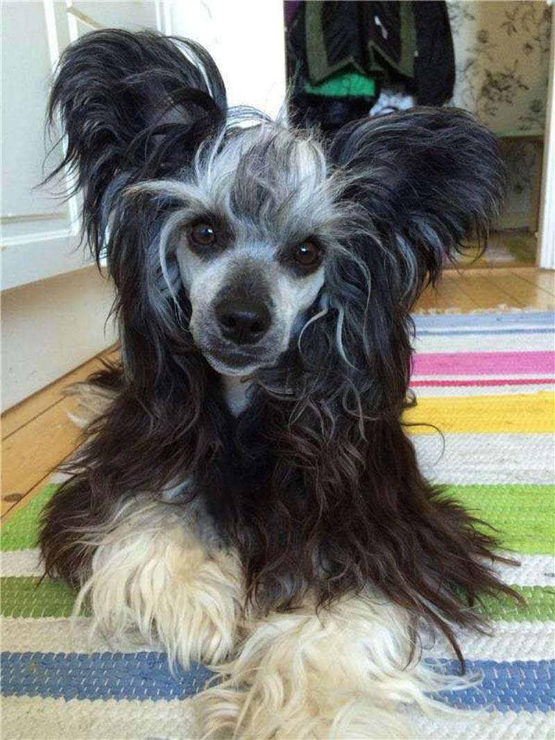 Bellatrix Luckycharm Callisto