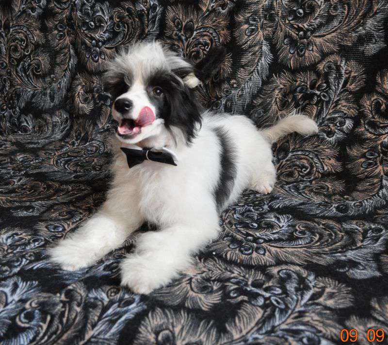 Armani Sharm Imperator