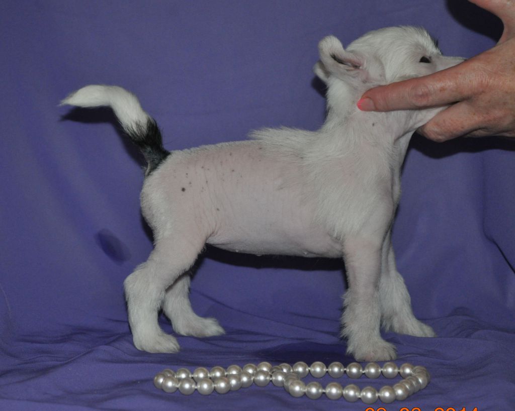 Armani Sharm Ivanika