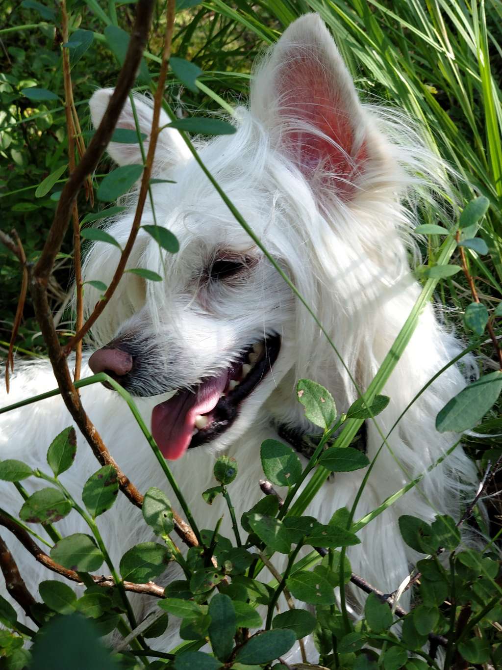 Moment of Glory Golden Jubilee