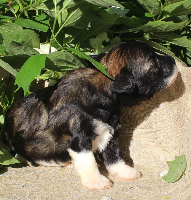 Angel O' Check Fudzijama.