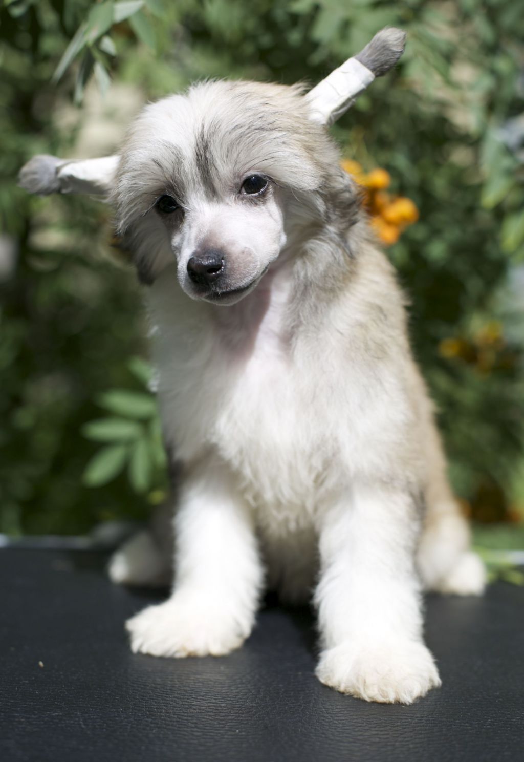 Gallurius Koritsa Sugar