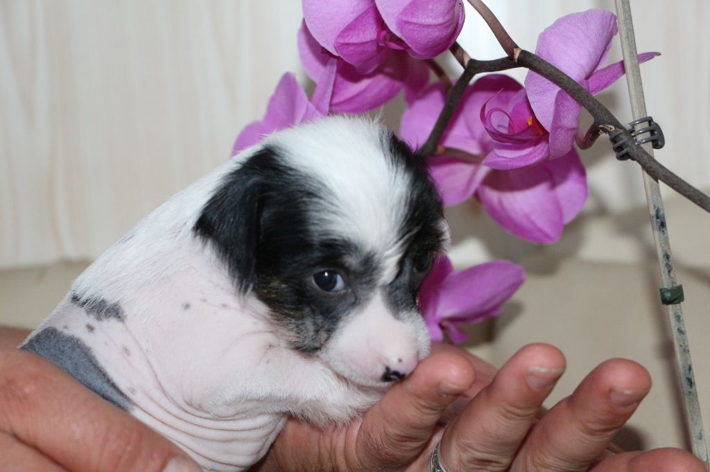 Semeinyi Talisman Archil