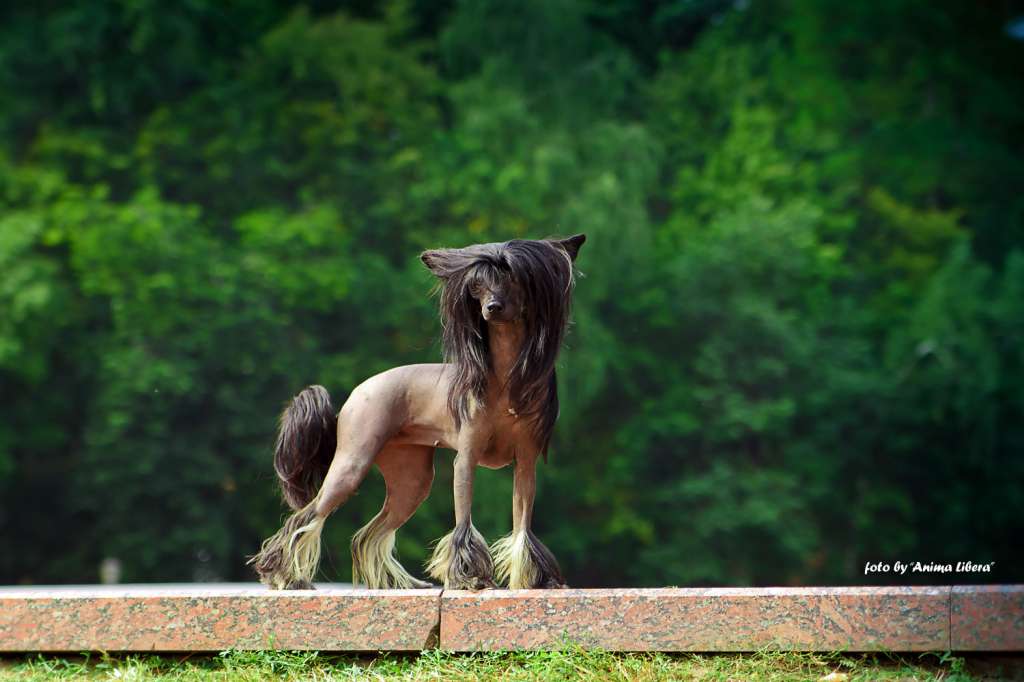 Semeinyi Talisman Anabel Ekskluziv