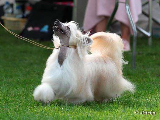 Beanie Baby Boy Freuhartang