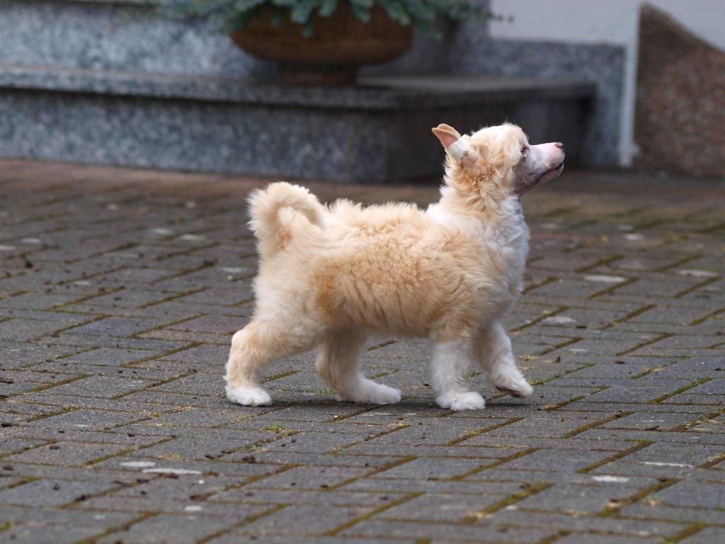 Daphne vom Eifeldiamant