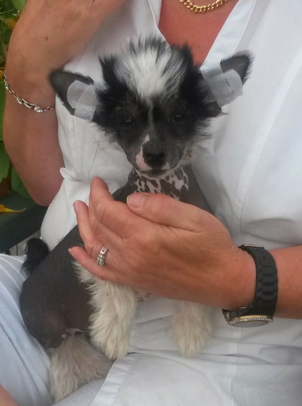 Daya vom Eifeldiamant