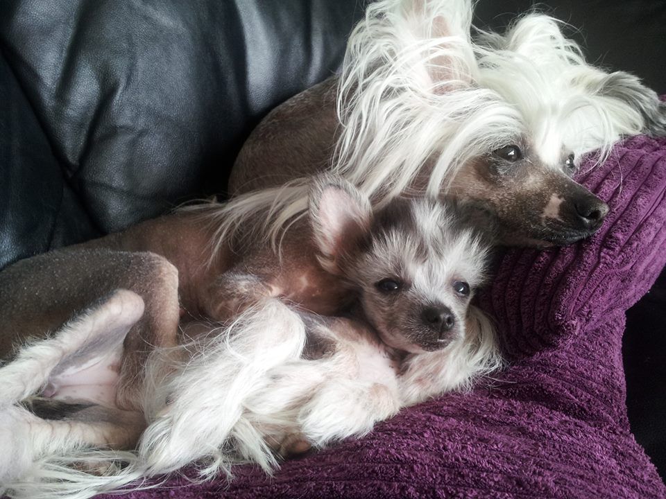 Fluffysteps I Put A Spell On You