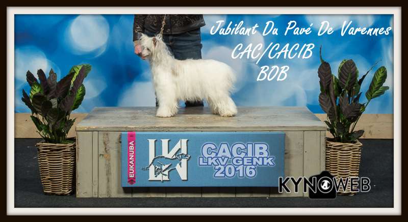 CH jubilant du pavé de varennes