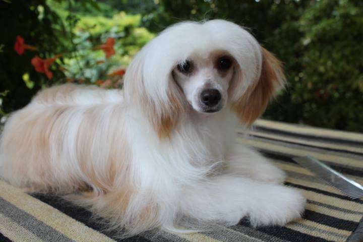 Star Dynasty Gardenia