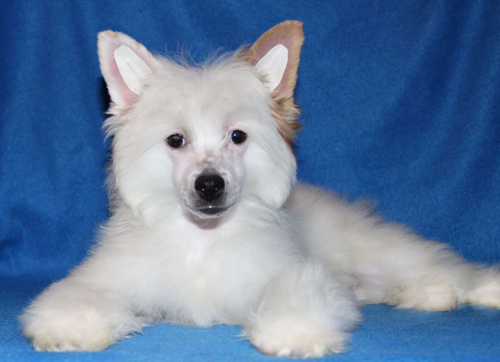 Star Dynasty Genius Beauty