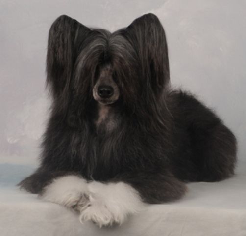 Blackthorn Samuel Clemens