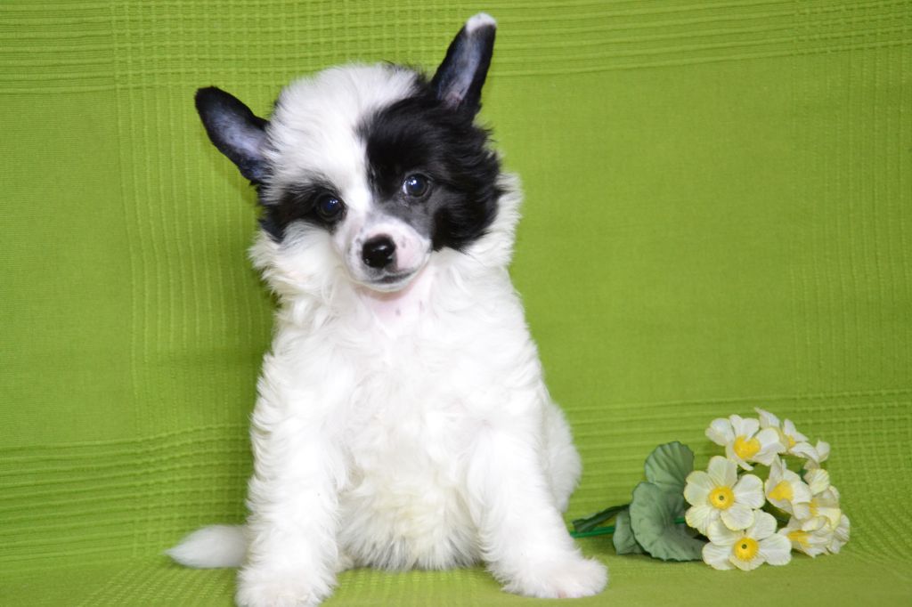 Jennifer White Flower