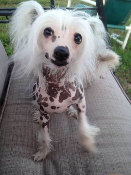 Breeze Sweet Jasmine