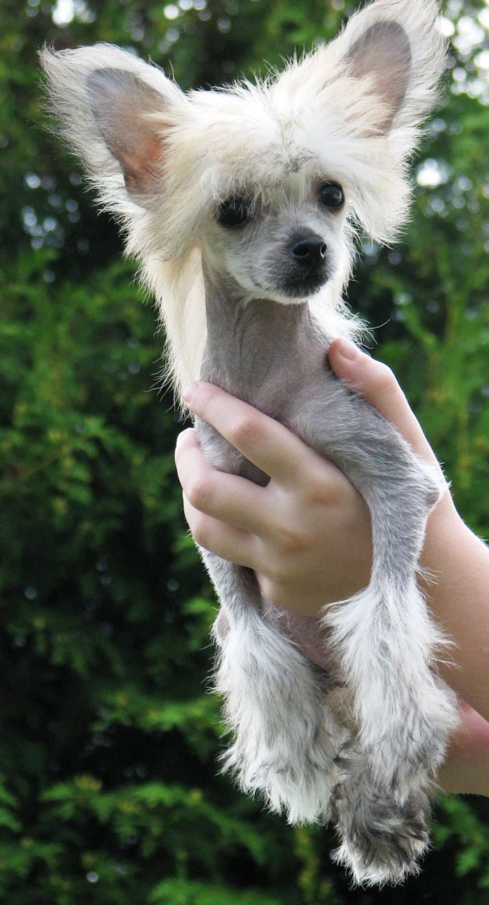 Pappersdrakens Tesla Sprakfåle