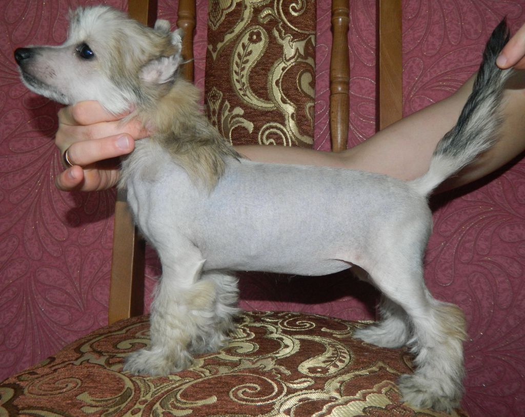 Ukrainka Beauty Rain