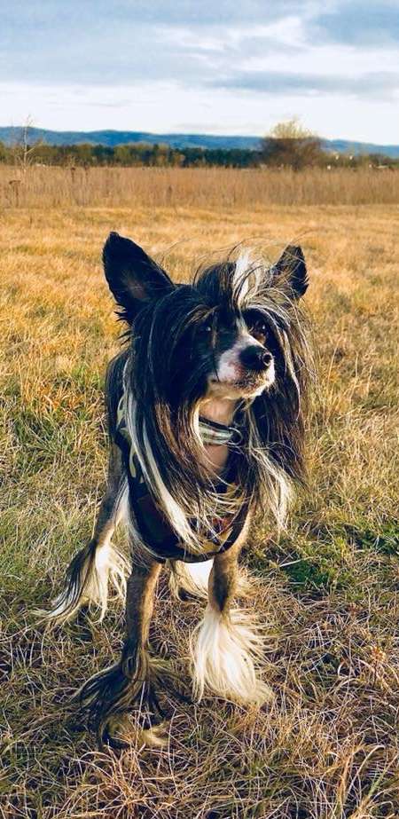 Bee Jay Pretty Sweet